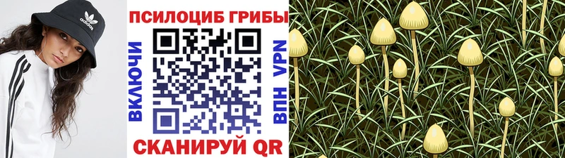 Псилоцибиновые грибы MAGIC MUSHROOMS  закладка  Новая Ладога 